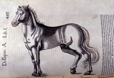 Horse in Historia Animalium by Conrad Gesner (1516 - 1565), Tiguri