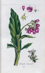 Comfrey