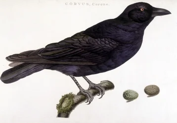 Corone raven - natural history board