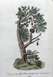 Cutting system for the development of fruit trees. Plate taken from 
