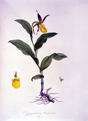 Cypripedium Calceolus: Type of Orchid