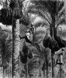 Date picking in Ceylon (current Sri Lanka) 19th century engraving