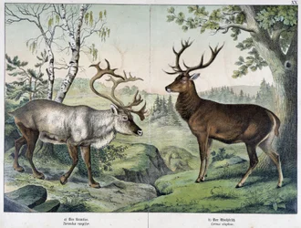 Deers - in 
