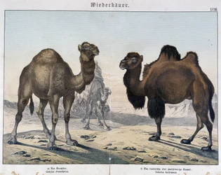 Dromedary and Camel - in “Natural Histories of Mammals”, ed. Schreiber, Munich