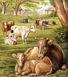 Farmers Drawing Milk. 19th Century