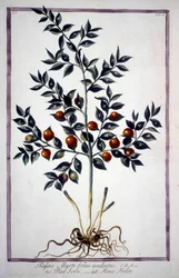 Fragon False Holly or Small Holly (Ruscus) in a 19th century herbarium