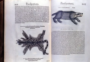 Fur Animals - in Historia Animalium by Conrad Gesner