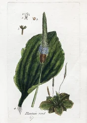 Great Plantain or Major Plantain