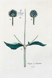 Hairy teasel