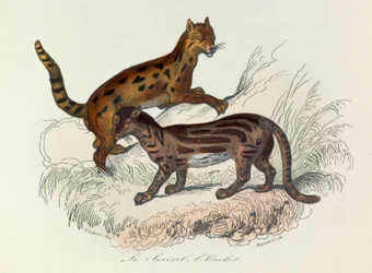 Illustration from the book 