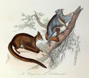 Illustration from the book 