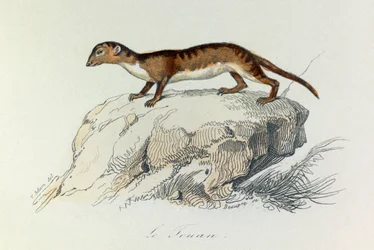 Illustration from the book 