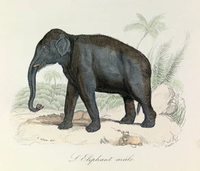 Illustration from the Book 