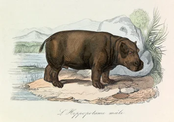Illustration from the Book 