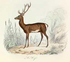 Illustration from the Book 
