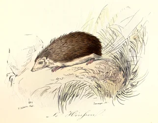 Illustration from the Book 