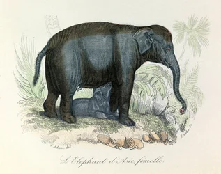Illustration of an Asian Female Elephant from Buffon