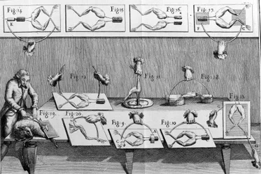 Illustration of experiments by Luigi Galvani, Italian physicist and physician (1737 - 1798) explaining the passage of electric current moving the legs of a frog.