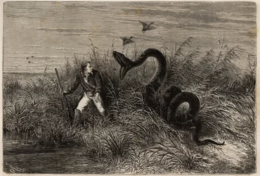 Incident during a duck hunt in the marshes of Pointe aux Moustiques or Pointe Macouria (French Guiana), attack of a boa on the hunter on the lookout. Engraving to illustrate the voyage in French Guiana in 1862-1863, by Frederic Bouyer, captain of frigate