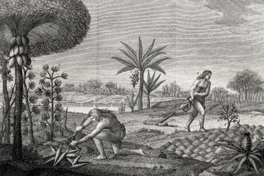 Indigenes Working the Land in the Orenoque Basin of Colombia. Engraving 1780