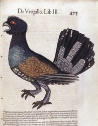The Great Grouse (or Great Cock of the Wood) in Historia Animalium by Conrad Gesner (1516-1565), Tiguri