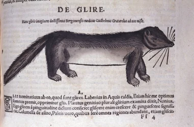 The dormouse from Historiae Animalium by Conrad Gesner (1516 - 1565), Tiguri
