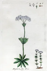 Lily of the Valley or Sweet Woodruff