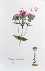 Little Centaury