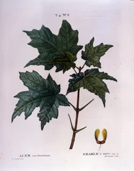 Maple branch. Botanical board from a herbarium from the beginning of the 19th century.