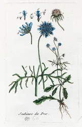 Meadow Scabious