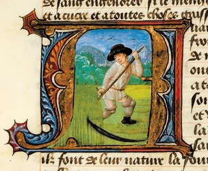 Medicine: a peasant mowing the wheat. Miniature taken from the Treatise on Medicine by Aldebrande de Florence