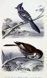Natural History Plate: Birds: The Blue Jay of North America and the Common Jay - in 