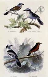 Natural History Board: Birds: The Ecorcheur, the Grey Greche Pie, the Vanga and the Gonolek - in “Works of Buffon”, T.5, ed. Smoking Jouvet & Cie