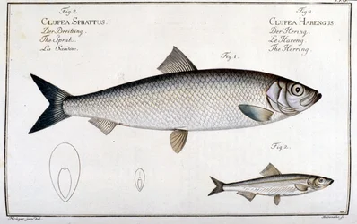 Natural history board: herring (1) and sardine (2) by Marc Elieser Bloch Ichtyologie Paris - Berlin - London 1787