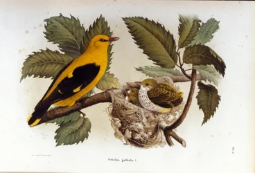 Ornithology: A Oriole Near the Nest of Its Young