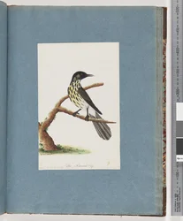 Page 100. New Holland Honeyeater. Certhia Novae Hollandiae