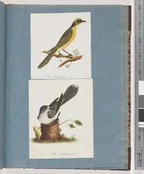 Yellow-tufted Honeyeater and Unidentified Bird