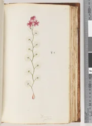 Page 103. Drosera peltata