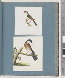 Page 105. Red-browed Finch. 106. Unidentified Bird