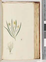 Page 109. No inscription. Unidentified plant