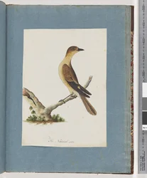 Page 109. Unidentified Bird