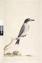 Grey Butcher Bird (male), 1791-92