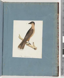 Page 110. Unidentified Bird