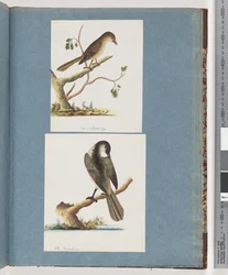 Unidentified Bird