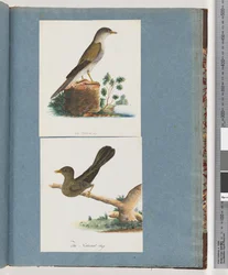 Page 115. Unidentified Bird. Bell, miner