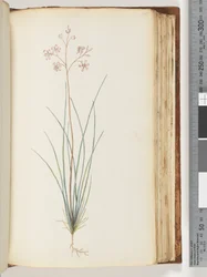 Page 115. Unidentified Plant