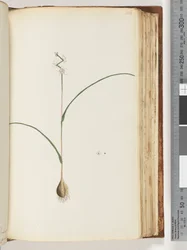 Unidentified plant