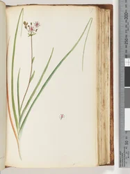 Unidentified plant