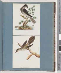 Unidentified Bird