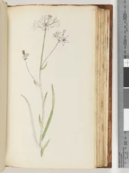 No inscription, unfinished drawing, unidentified plant